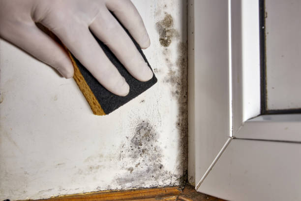 Forensic Mold Investigation in Laramie, WY